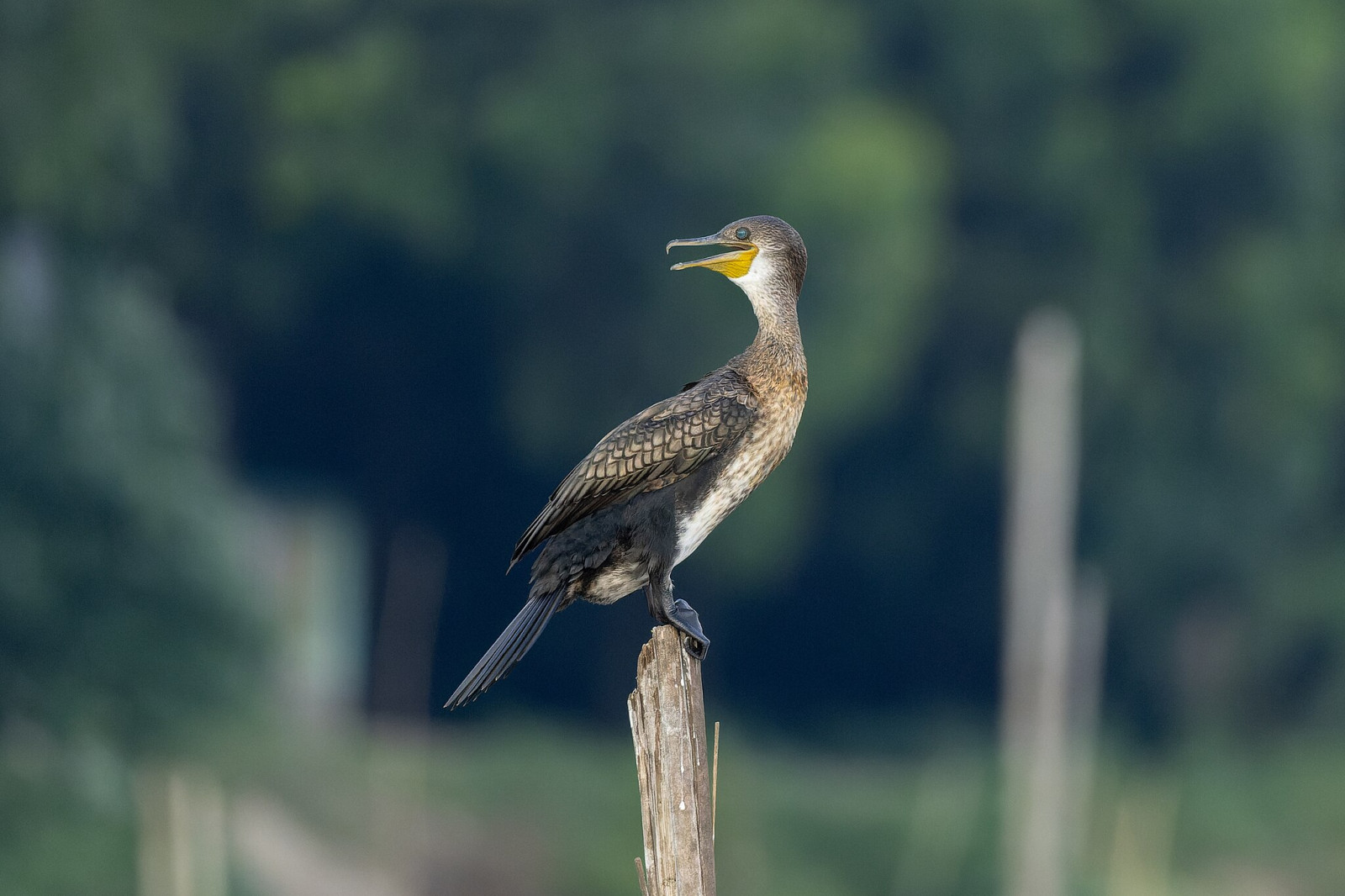 image Indian Cormorant